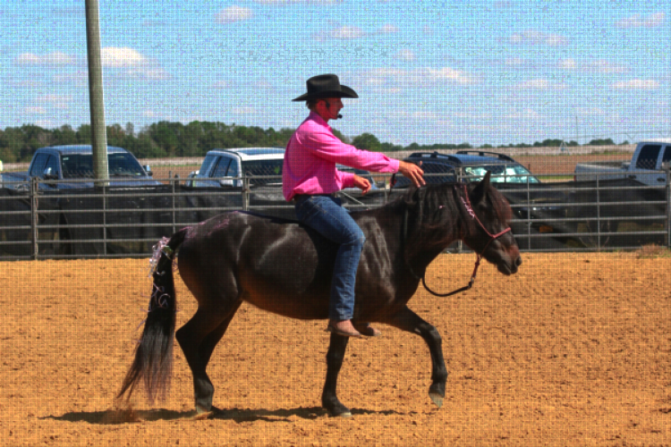 people and horses at the Sunbelt Ag Expo